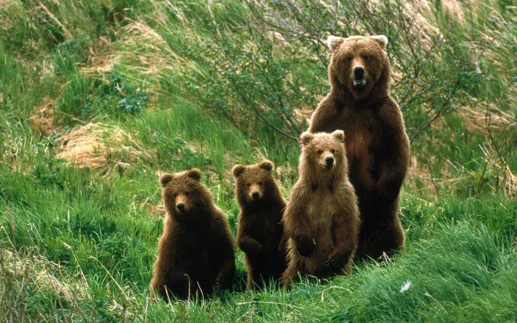 bears